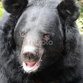 by Jiten Gogoi - Animals Other