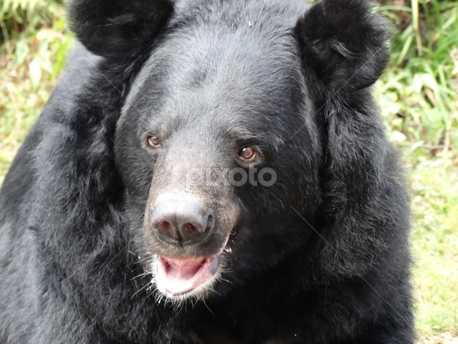 by Jiten Gogoi - Animals Other