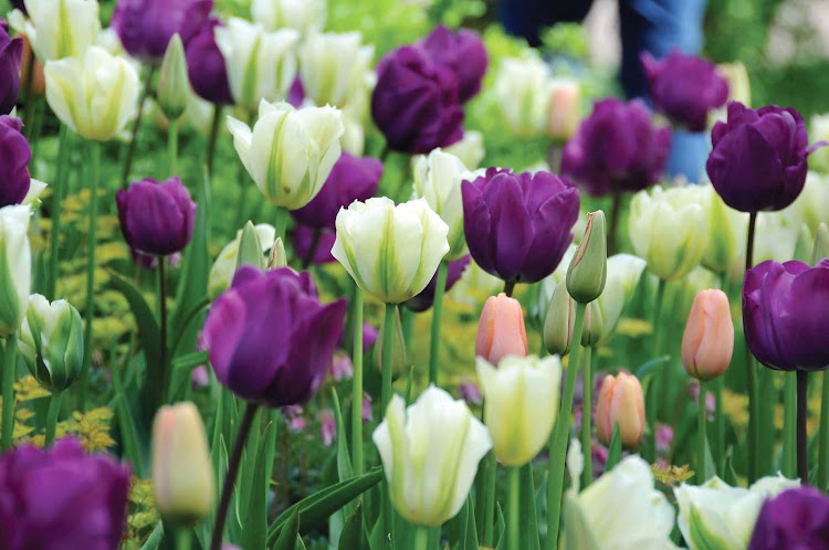 Lavender-colored tulips in Keukenhof Gardens in Lisse, the Netherlands.