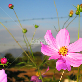 Flower by Yako Laverde - Flowers Flowers in the Wild