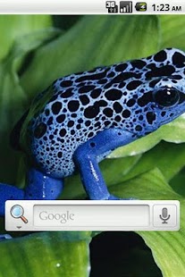 How to download Cool Frog Live Wallpaper patch 1.1 apk for android
