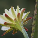 Night-flowering cactus