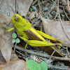 Javanese Grasshopper