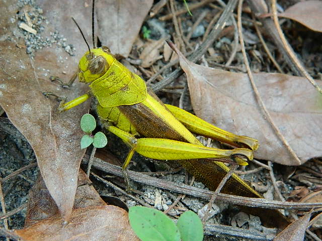 Javanese Grasshopper