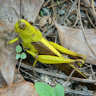 Javanese Grasshopper
