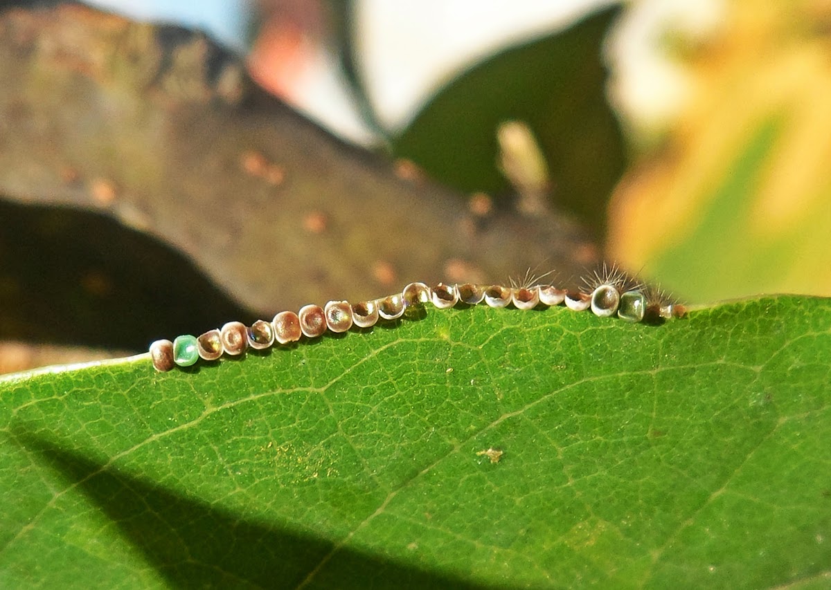 Caterpillars and eggs