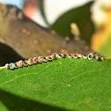 Caterpillars and eggs
