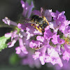 European Wool Carder Bee