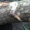 Periodic cicada
