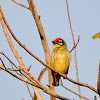 Coppersmith Barbet, Crimson-breasted Barbet or Coppersmith