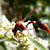 Large Pompilid.