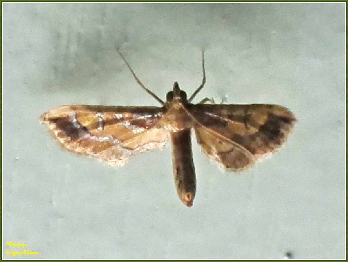 Ornate Hydriris Moth