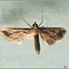 Ornate Hydriris Moth