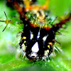 Common Castor (Caterpillar)