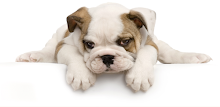 Guess The Puppy Breed Trivia APK