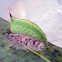 Orange Cup Moth Caterpillar