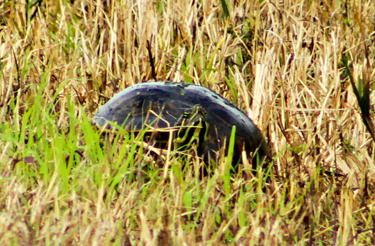 Peninsula Cooter