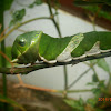 Common lime caterpillar.