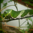 Common lime caterpillar.