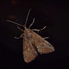 Green cloverworm moth