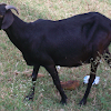 Domestic goat