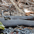 Reptiles and Amphibians of the Vassar Preserve