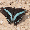 Medium Green-Banded Swallowtail