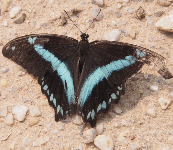 Medium Green-Banded Swallowtail