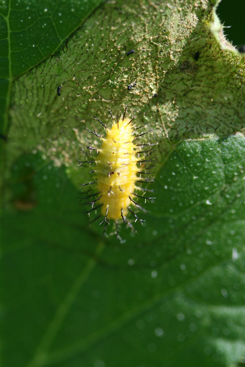 Squash Lady Beetle larva