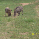 Southern Warthog