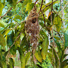 Sunbird (nest)