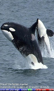 Wild Animals of the Arctic Screenshots 1