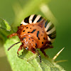 False potato beetle