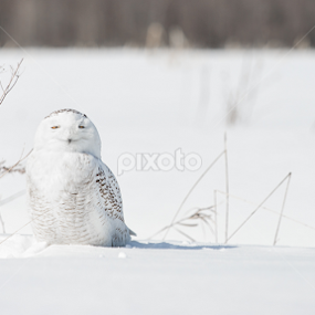 by Jo Sam - Animals Birds