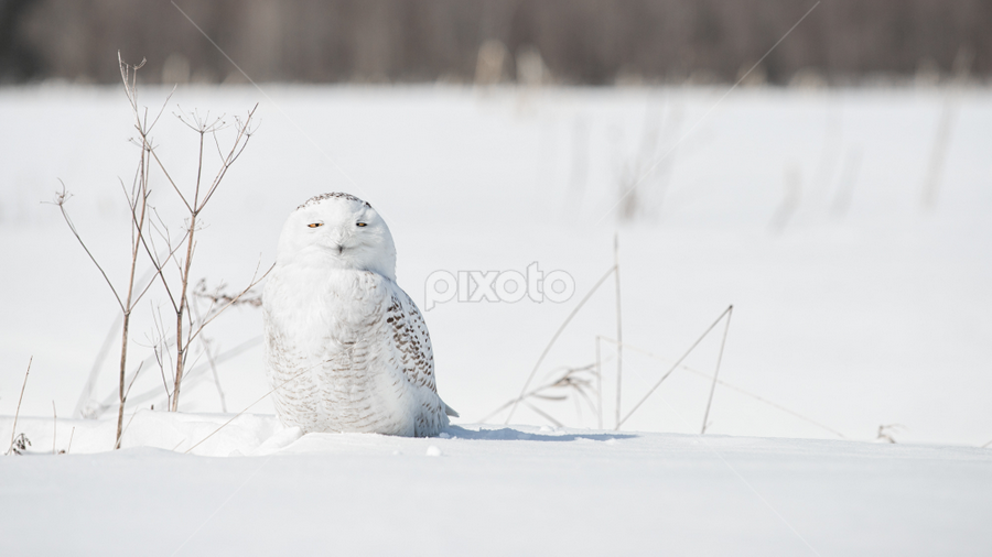 by Jo Sam - Animals Birds