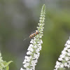 Ailanthus webworm