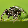 Peppered jumper (male)