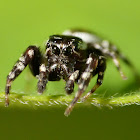 Peppered jumper (male)