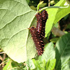 Polydamas Swallowtail caterpillar