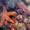 Pacific (Ochre) Sea Stars