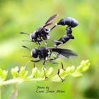 Thick-headed Flies Mating