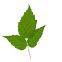 Common Blackberry Bush (Leaf)