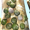 Acavus snails