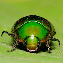 Leaf chafer beetle