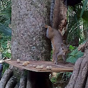 Eastern Gray Squirrel