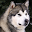 Alaskan Malamutes Wallpapers Download on Windows