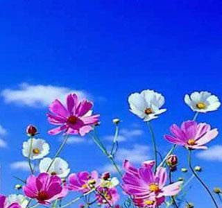 [最も欲しかった] 春の花 壁紙 242842-Android 壁紙 春の花