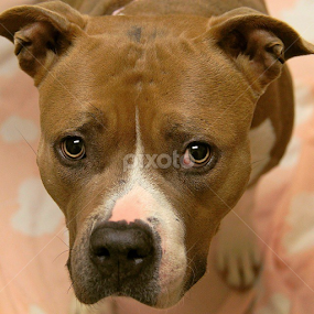 Alize waits for her family by Rusty Jhorn - Animals - Dogs Portraits