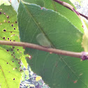 Leaf Bug