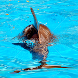 Bottle Nose Dolphin by Milton Moreno -  